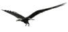 海鸥gif动画0003