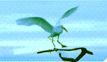 海鸥gif动画0006