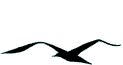 海鸥gif动画0007