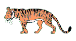 虎豹gif动画0013
