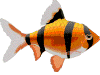 金鱼gif动画0028
