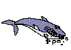 鲸鲨gif动画0001