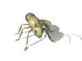 蚂蚁gif动画0002