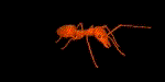 蚂蚁gif动画0003