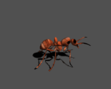 蚂蚁gif动画0013