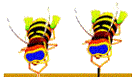 蜜蜂gif动画0004