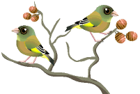 其它鸟类gif动画0091