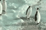 企鹅gif动画0052