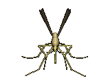 蝇蚊gif动画0006