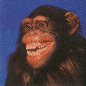猿猴gif动画0022