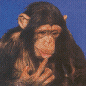 猿猴gif动画0024