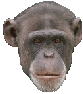 猿猴gif动画0037